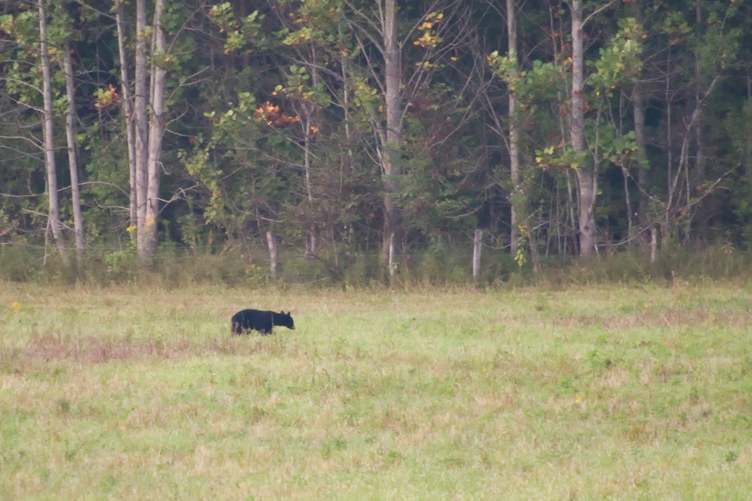 A black bear foraging at the bottom of a valley in Cades Cove during sunset.