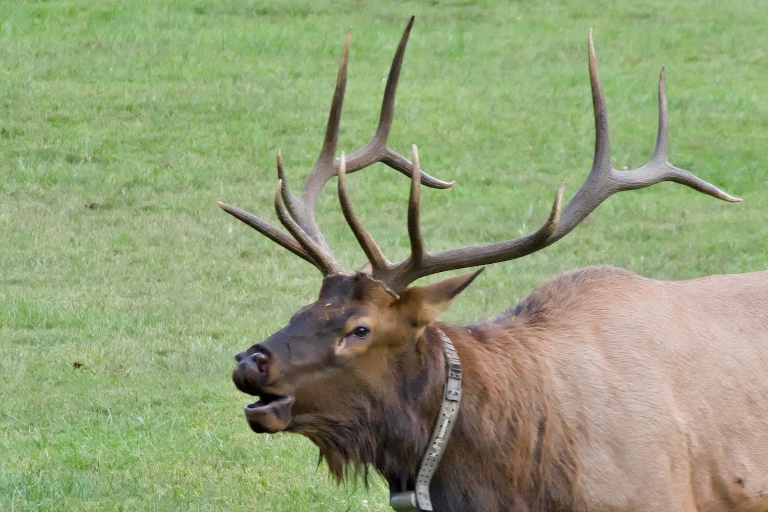 A bull elk vocalizing near the Oconaluftee Visitor Center at the beginning of the rut season.