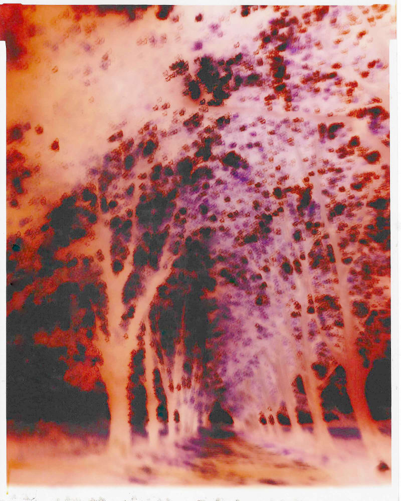 Looking for Van Gogh's Trees - Camargue