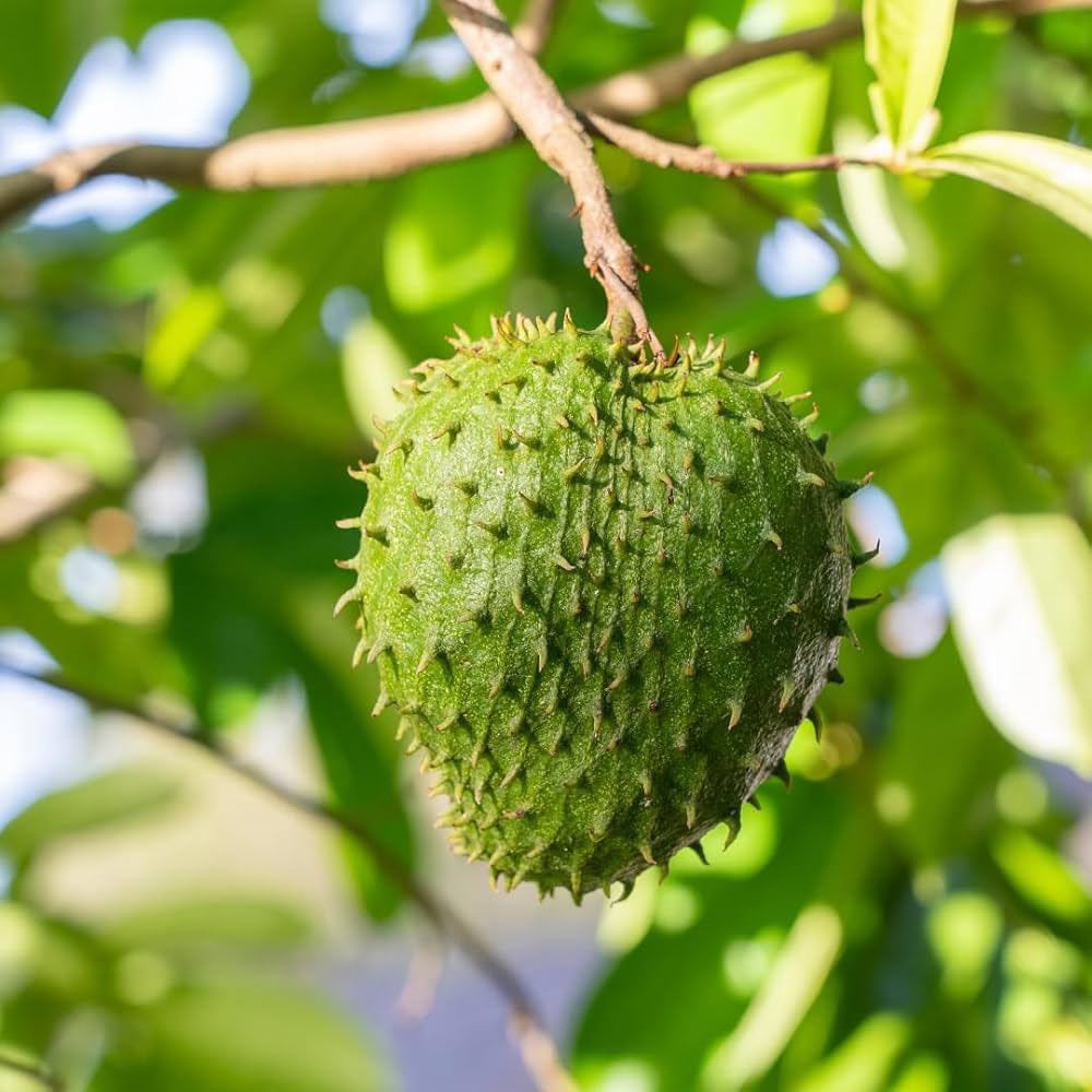 🌿 Soursop: The Powerful 100% Natural Cure for Cancer