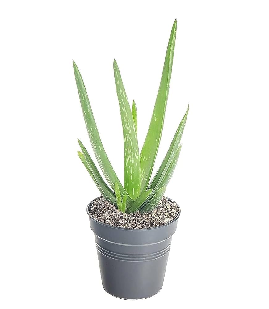 Aloe Vera Plant: The Miracle Plant for Health, Beauty & Wellness