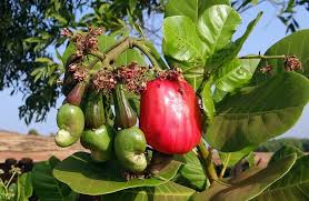 Cashew Leaf (Anacardium occidentale) – The African Herbal Powerhouse for Diabetes, Weight Loss, and Total Wellness