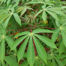 Cassava Leaves: The Untapped Medicinal Superfood for Diabetes, Malaria, and Immune Health