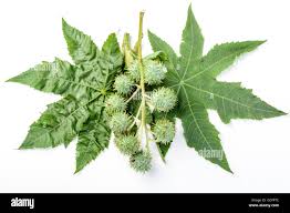 Castor Plant Leaves (Ricinus communis): A Complete Guide to Their Medicinal and Therapeutic Benefits