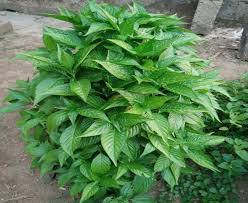 Justicia Leaves(500g): The Ultimate Blood-Building Herb in Traditional Medicine