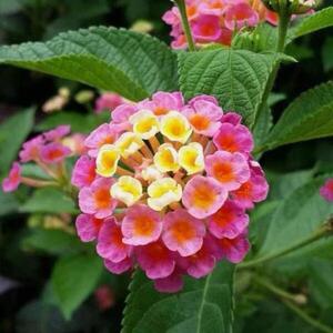 Lantana Leaves(500g): The Complete Guide to Their Traditional Healing Power and Health Benefits