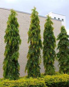 Mast Tree Leaves(500g) Health Benefits: The Ultimate Herbal Cure for Malaria and More