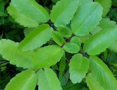 Miracle Leaves(500g) Health Benefits: The Ultimate Herbal Cure for Diabetes and More