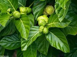 Noni Fruit Leaves, the Ultimate Herb for Skin Health(500)