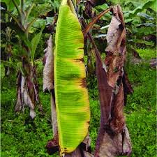 Dried Plantain Leaves(1kg), the Herbal Cure for Stomach Ulcer