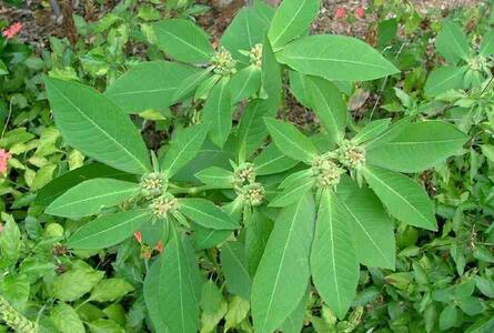 Rabbit Milk Plant(500g), the Herbal Cure for Inflammation