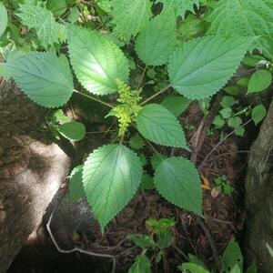 Stinging Nettle(500g), the Herbal Cure for Blood Purification and Kidney Support: A Complete Guide