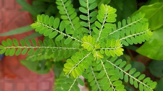 Stone Breaker Leaves(500g), the Herbal Cure for Kidney Stones and Liver Support: A Complete Guide
