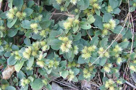 Thorn Grass(500g), the Herbal Cure for Pain Relief and Inflammation The Ultimate Guide