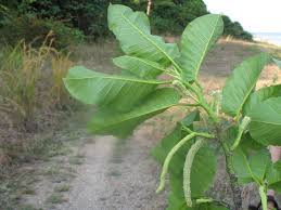 Teak Leaves(500g): The Herbal Cure for Anemia and Beyond