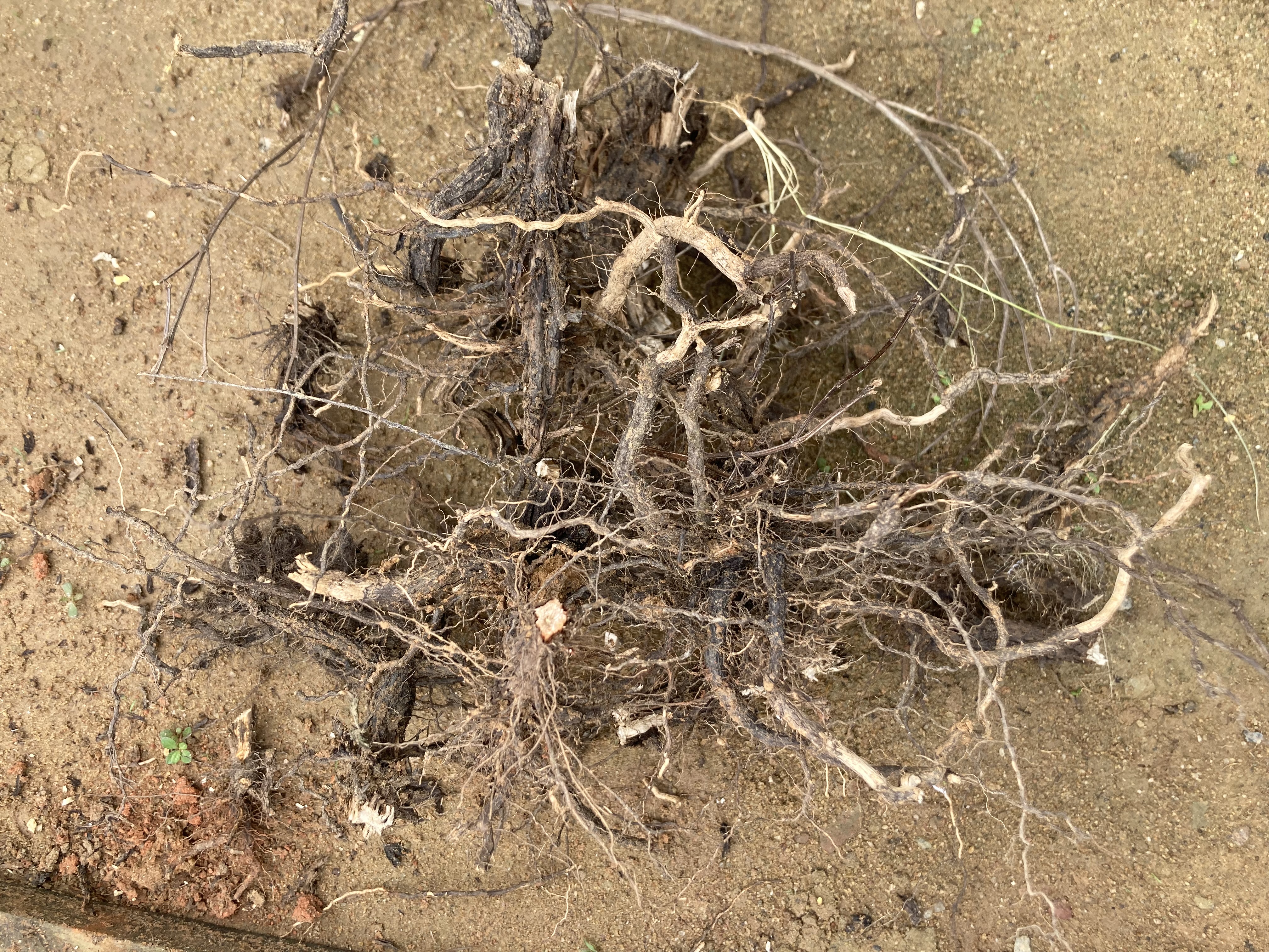 Basil Root Health Benefits: A Complete Guide to Herbal Medicine, Tradition, and Science