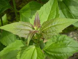 Siam Weed Ewe Akintola as natural remedy for high blood pressure