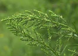 Worm Grass Tea as a natural remedy for high blood pressure