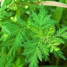 Artemisia annua (Sweet wormwood, Qinghao) as natural remedy for malaria