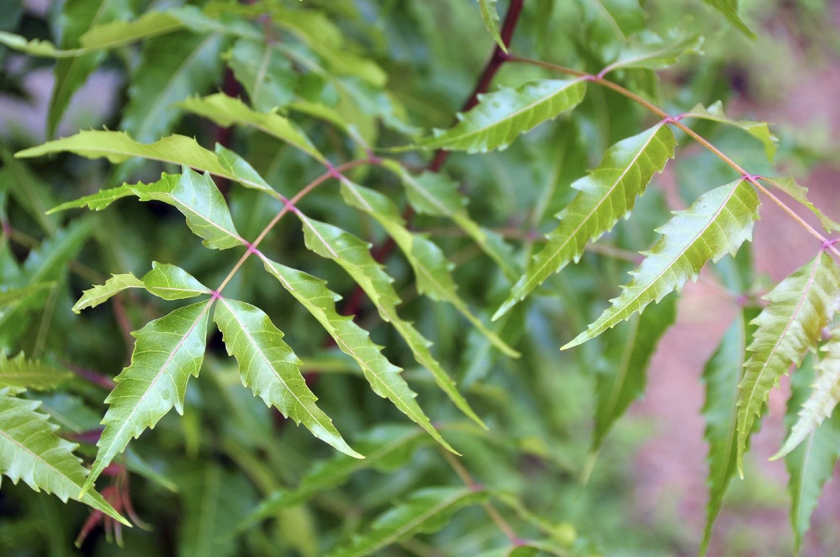 Neem (Azadirachta indica) (Dogoyaro in Yoruba) as natural malaria remedy