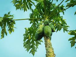 Papaya leaf (Carica papaya) as natural remedy for malaria
