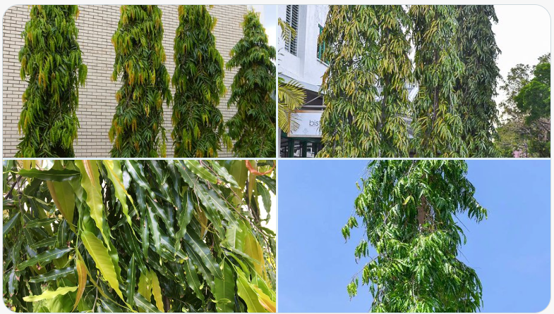mast tree as natural cure for malaria