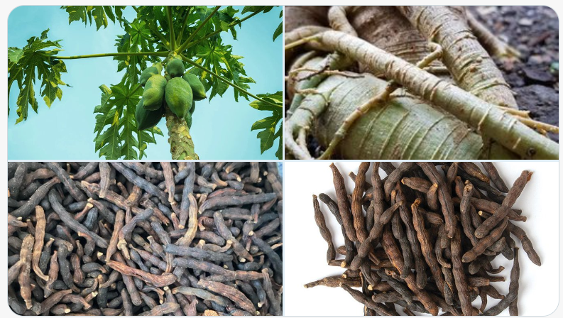 Pawpaw Root and Negro Pepper Decoction as natural remedy for malaria