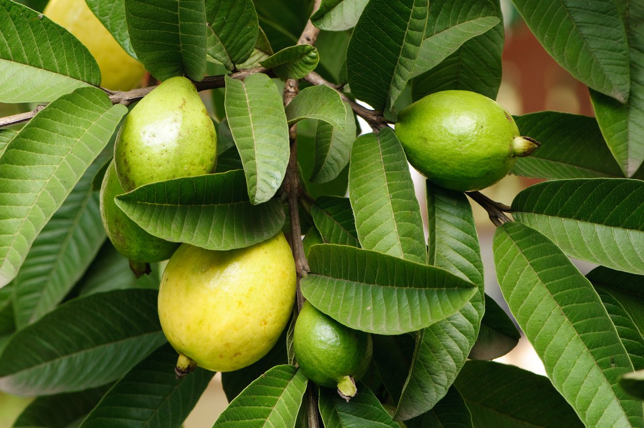 Guava Leaves The Herbal Cure for malaria