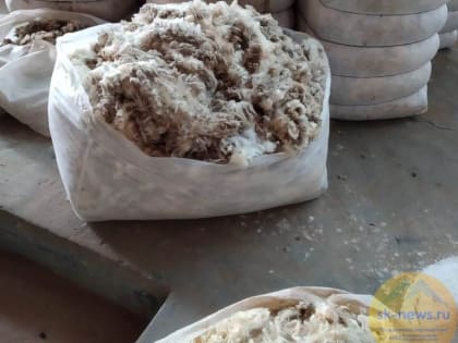 Сельхозпредприятия и фермы Ставрополья настригли 2,4 тысячи тонн шерсти