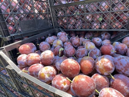 В Баксанском районе идет сбор урожая сливы