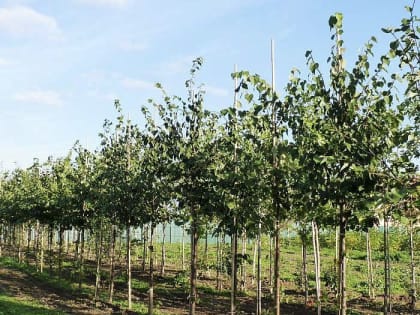 В КБР выращивают конкурентоспособный посадочный материал плодовых культур