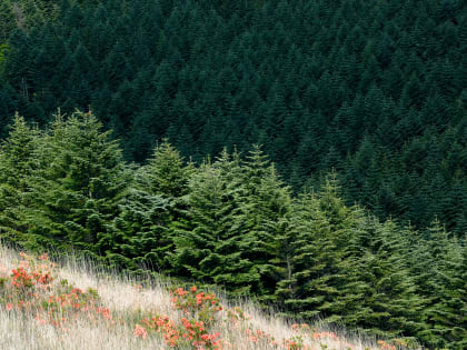 Хвойные деревья – под охраной