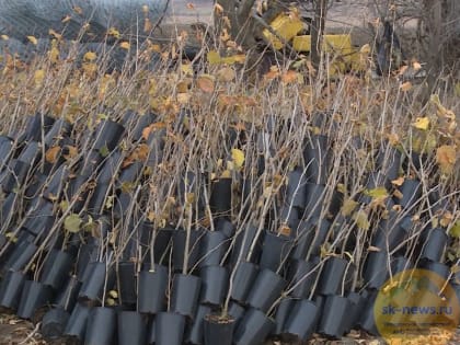 На Ставрополье заложили ореховый сад площадью 400 га