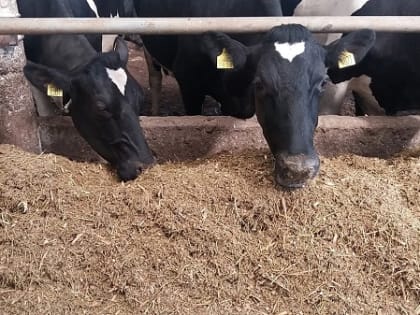 В Кабардино-Балкарии для скота заготовлено необходимое количество кормов на зимне-стойловый период