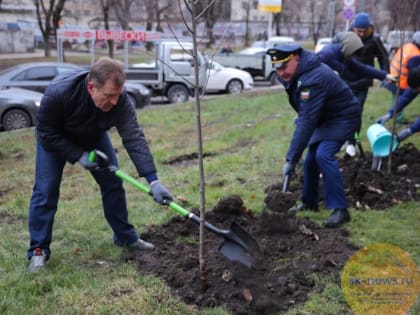 На центральных улицах Ставрополя высадили 140 саженцев