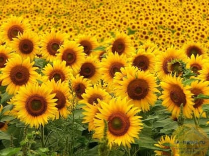 В Предгорном округе Ставрополья аграрии завершили уборку подсолнечника