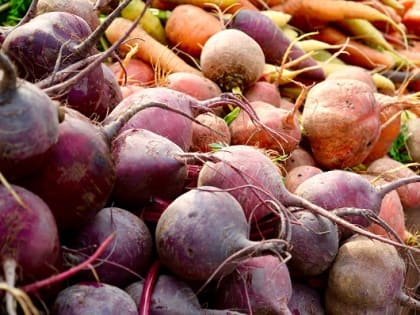 В Кабардино-Балкарии увеличились площади под овощами «борщевого набора»