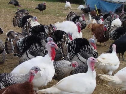 Производство мяса индейки возросло почти на 80 процентов