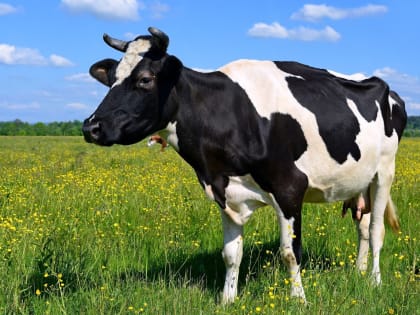 Карачаево-Черкесия за 2023 год нарастила экспорт молочной продукции