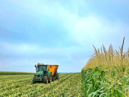 В Баксанском районе убрали урожай сладкой кукурузы
