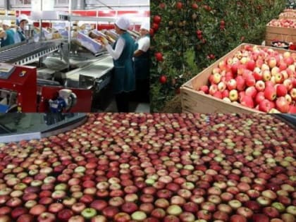 Более 45 миллиардов рублей инвестировал РСХБ в садоводство за последние пять лет