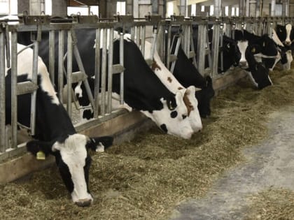 В КБР отмечен рост поголовья скота и птицы