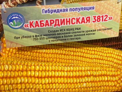 Семенная кукуруза из Кабардино-Балкарии отправляется в десятки регионов России