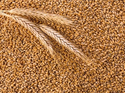 ЕАЭС полностью обеспечивает себя растительным маслом и зерном