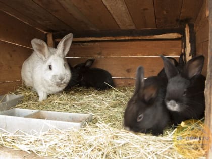 Производитель крольчатины в Минеральных Водах вдвое увеличит производство мяса