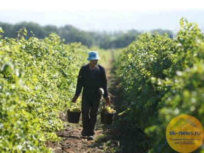 Первый органический виноград сертифицировало Роскачество в Северо-Кавказском федеральном округе