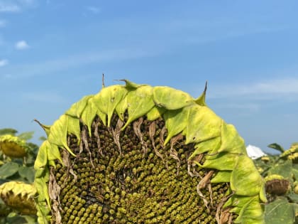 Объявление о принятии решения о предоставлении субсидий на стимулирование увеличения производства масличных культур