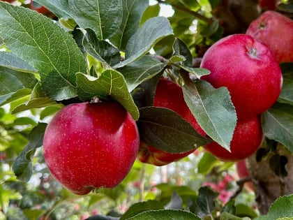В Баксанском районе созрели яблоки