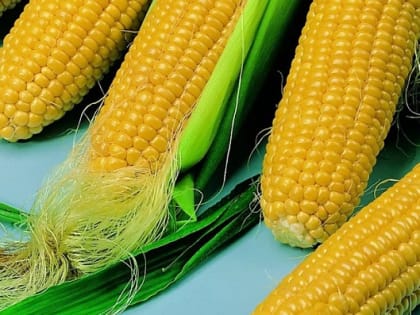 В Кабардино-Балкарии валовой сбор кукурузы превышает прошлогодние показатели