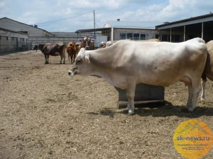 Сельхозтоваропроизводителям Ставрополья на производство говядины выделили более 48 млн рублей